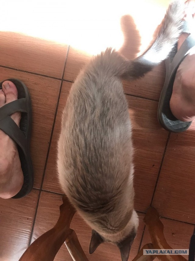 Без кота жизнь не та