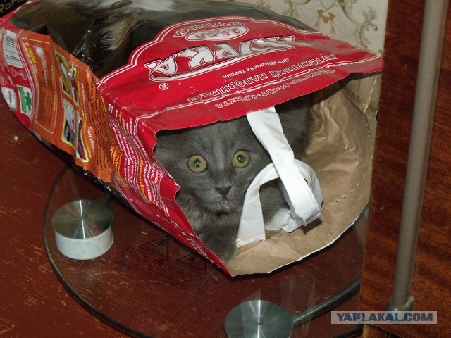 Котовторник  19.03.2013