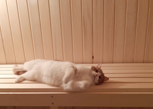 Коты белые, 12 литров