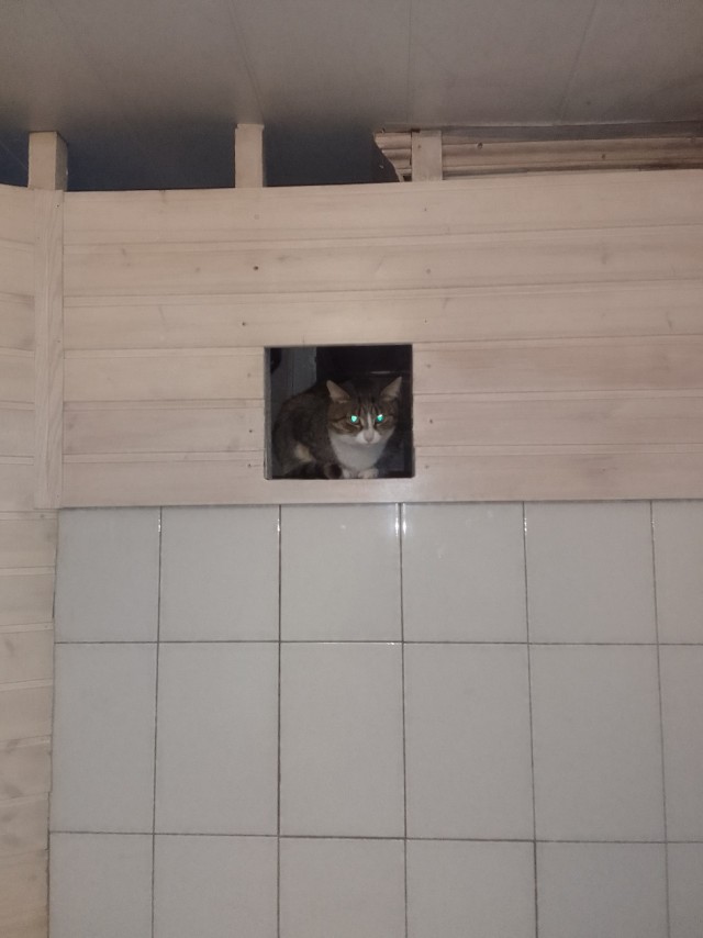 История одного котенка