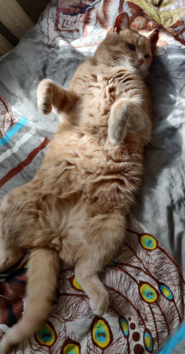 Котофторниг