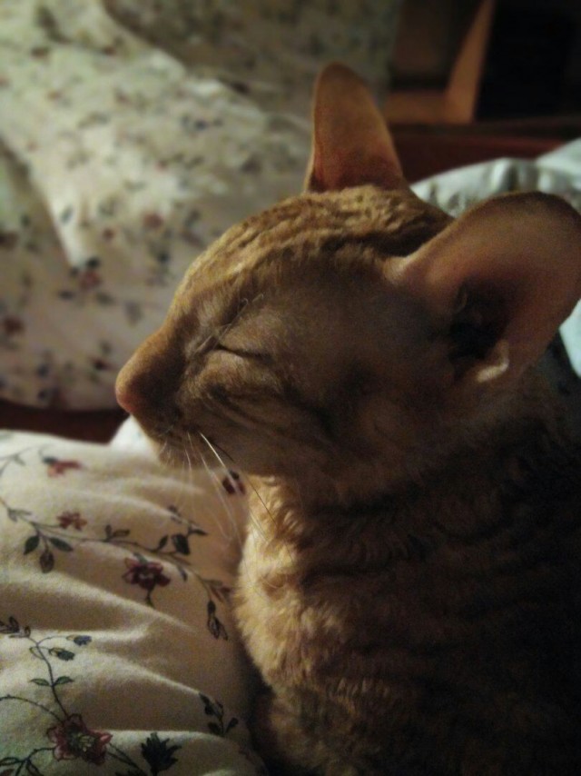 Начинаем котофторник?