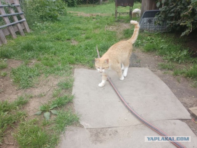 Жизнь домашнего приюта для котеек 455
