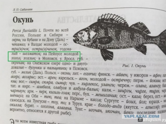 Рыбалка на Азовском море