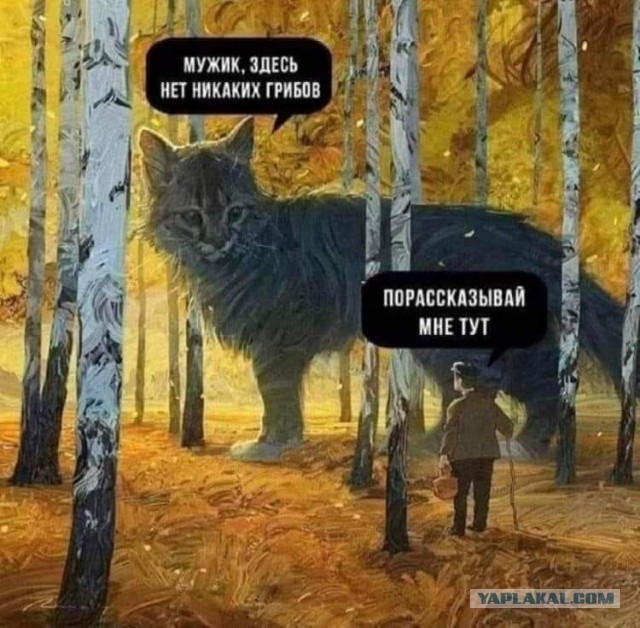 Хозяйство у жениха маленькое, жену не найдет!