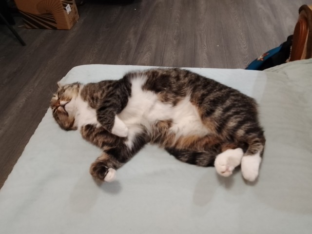 К - Котовторник ☺ Пополнение
