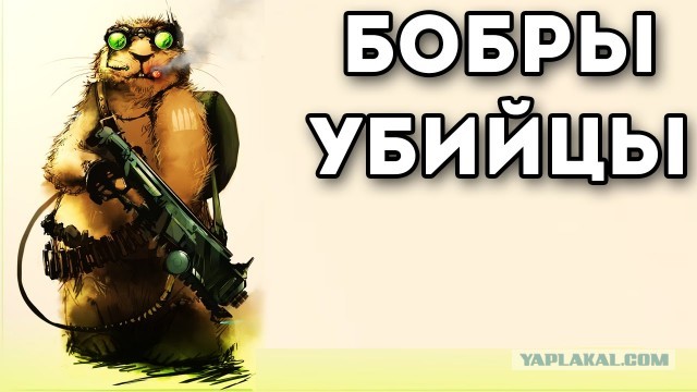 В Новосибирской обл. бобры настроили плотин, изменили направление реки, утопили экскаватор и оставили без электричества 2 села