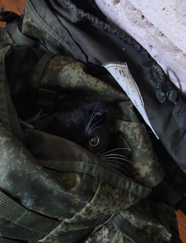 Первый Котовторник 2024