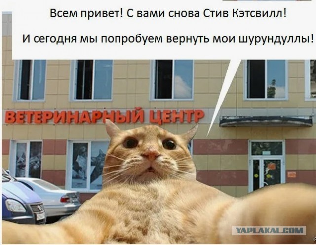 Что хочет кот?