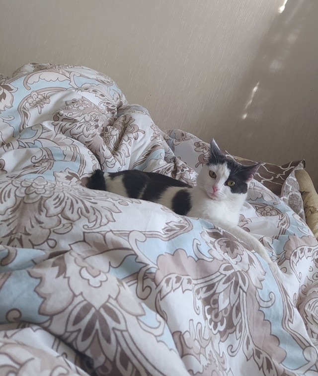 Подборка котов, нашедших свой дом