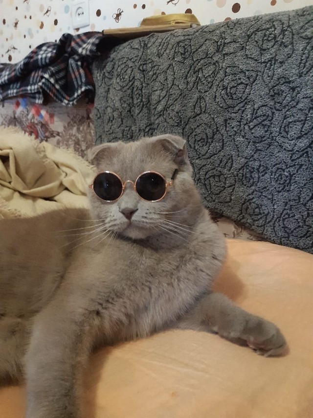 Котовторник в картинках