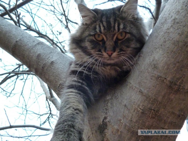 Котовторник 05/11/2024