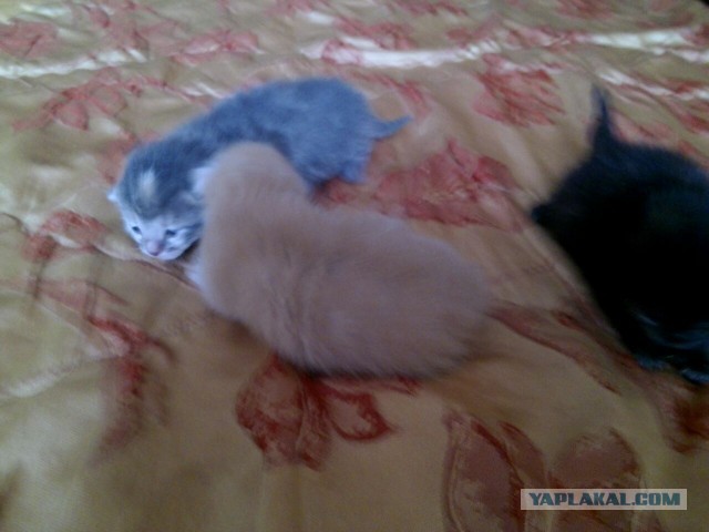 Котовторник 04.06.2013