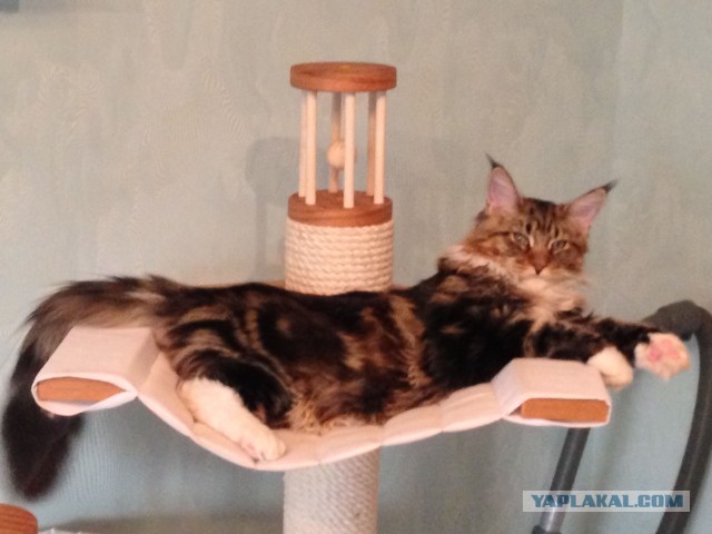 Немного о  Мейн Куне.