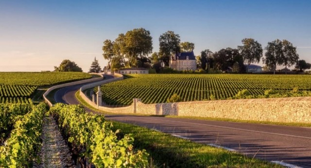 Винная чума