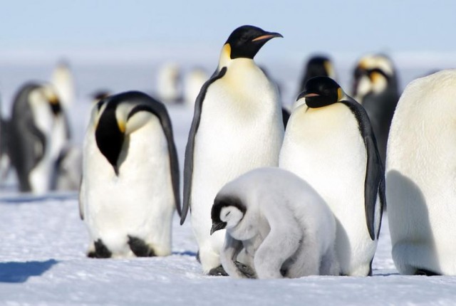 Пингвины вне меню: почему белые медведи никогда их не едят