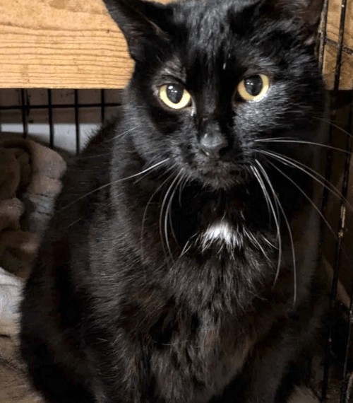 Кошка, которая 5 лет назад пропала в Германии, нашлась в США