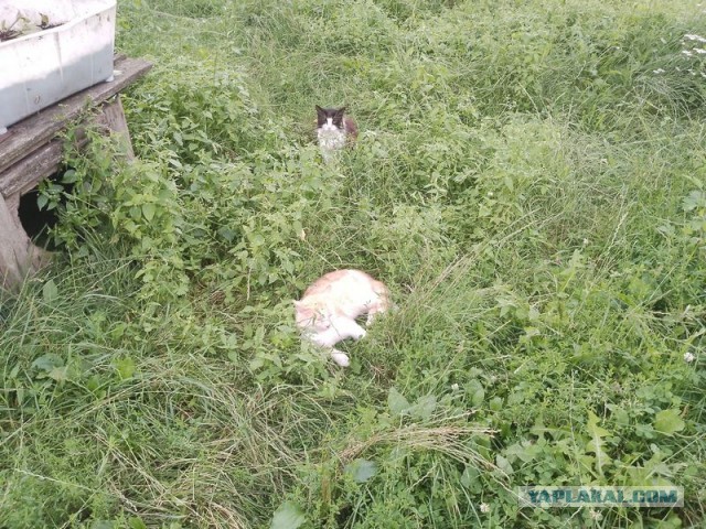Жизнь домашнего приюта для котеек 553