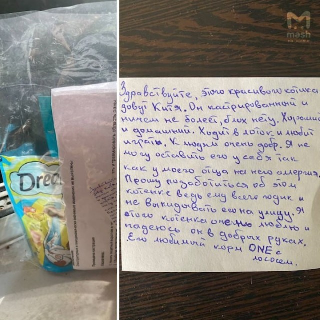 Почти смертельный "сюрприз" получила петербурженка с астмой — в её окно на первом этаже в ночи подбросили кота.