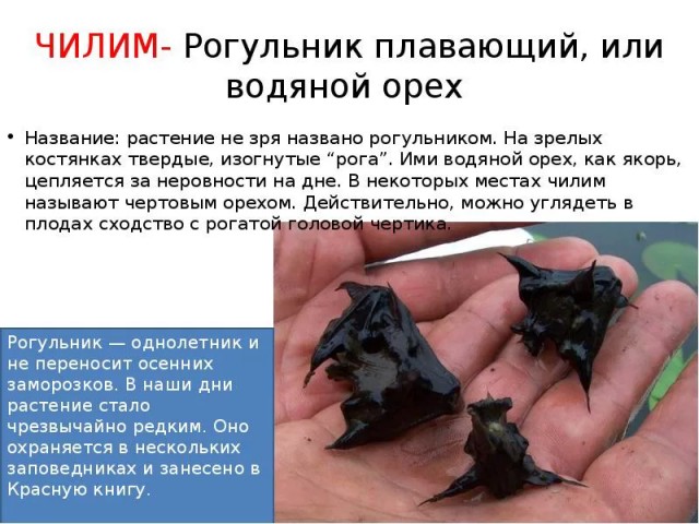 Самый болезненный способ попасть в Книгу рекордов Гиннеса
