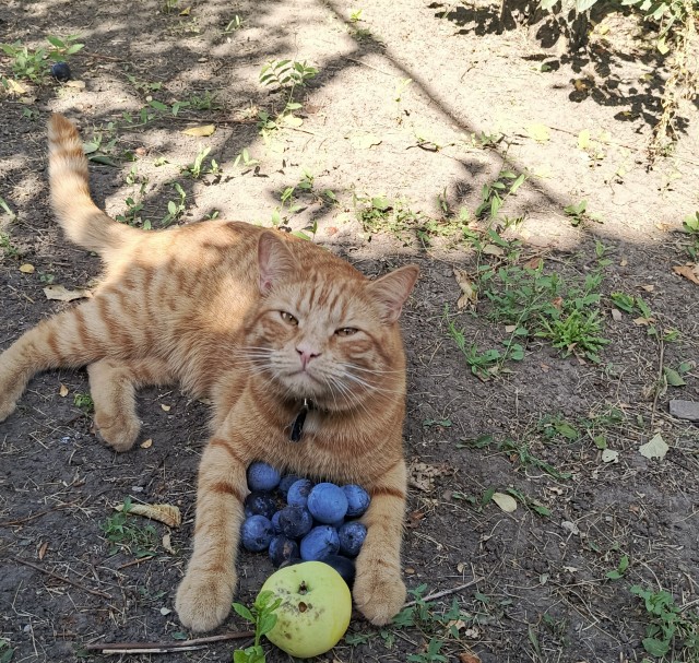 Котовторник.Наши модели