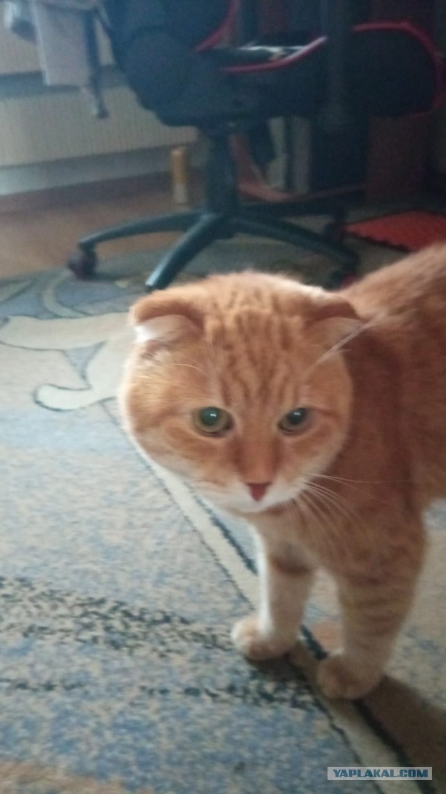 Котэ в возрасте