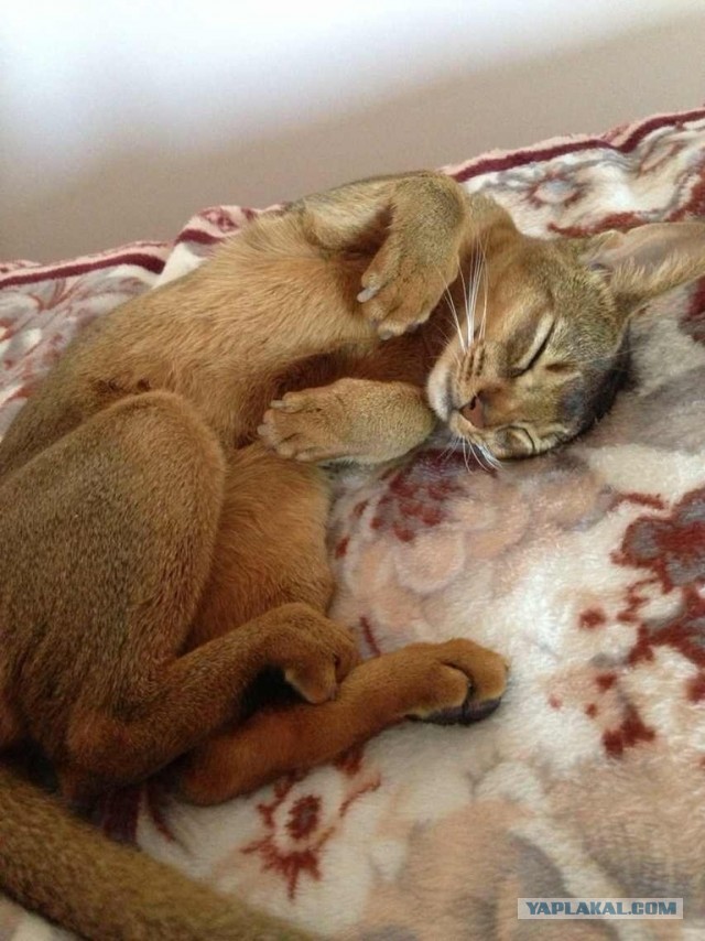 Котовторник 9.07.2013