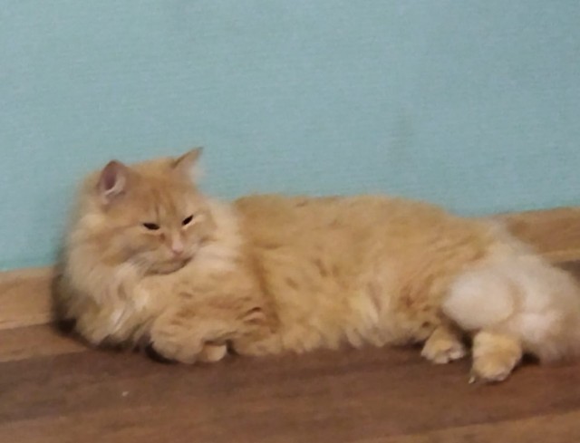 Мой будущий кот