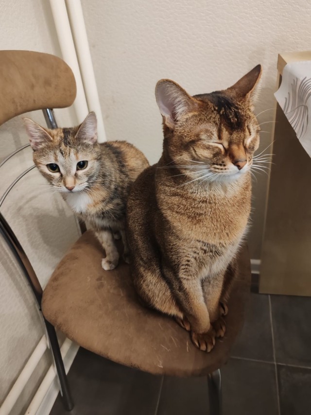 А котовторник уже пришёл?