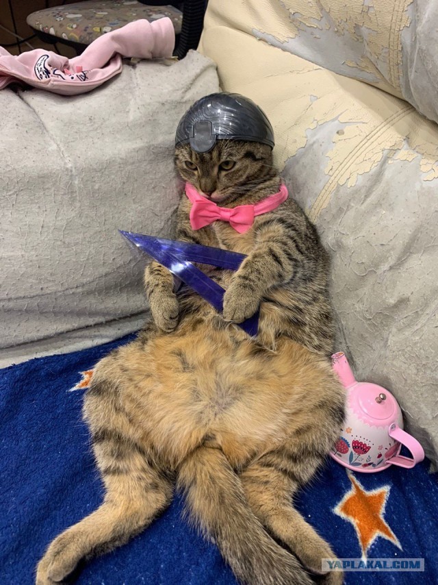 К котовторнику (Лео)