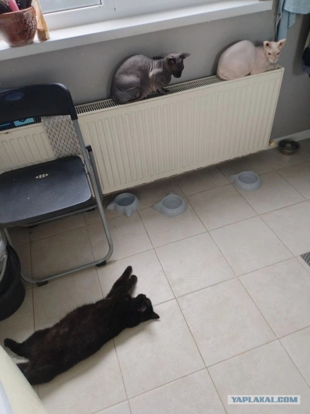 К котовторнику делюсь