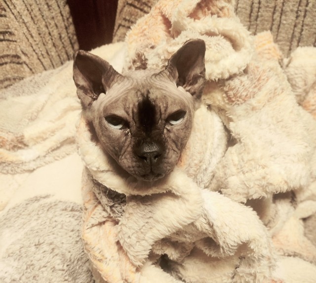 Сфинксы и бенгальские кошки стареют раньше всех