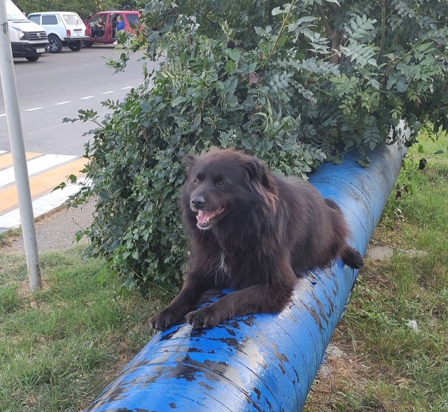 Собакочетверг же, но кошку из фото не выкинешь