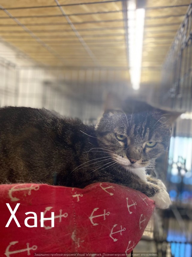 Жизнь домашнего приюта "Котоленд" 550