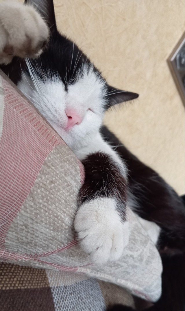 Котовторник