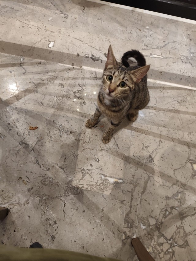 Уличные кошки Стамбула — 2