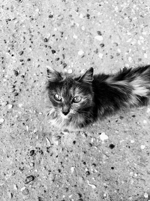 Дворовые коты