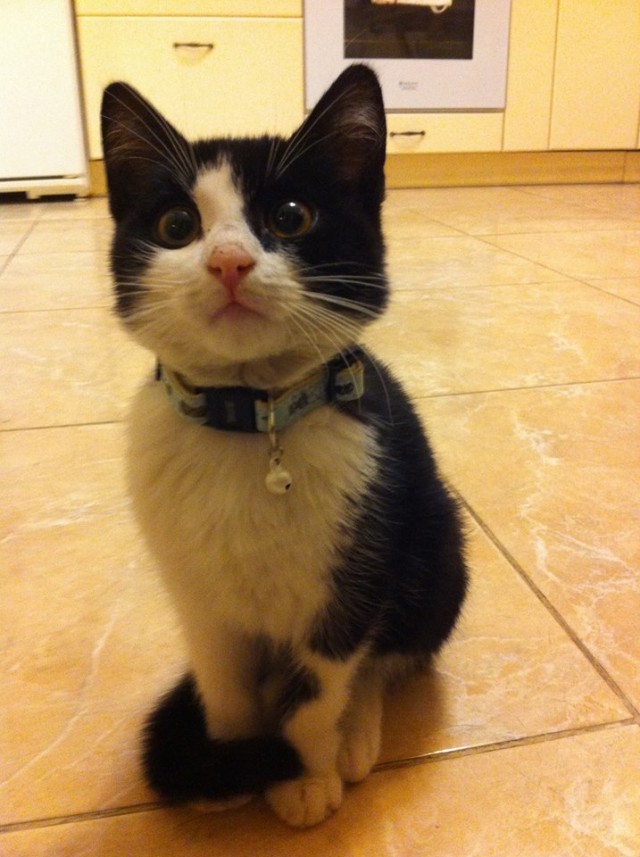 "Подобрал вот"