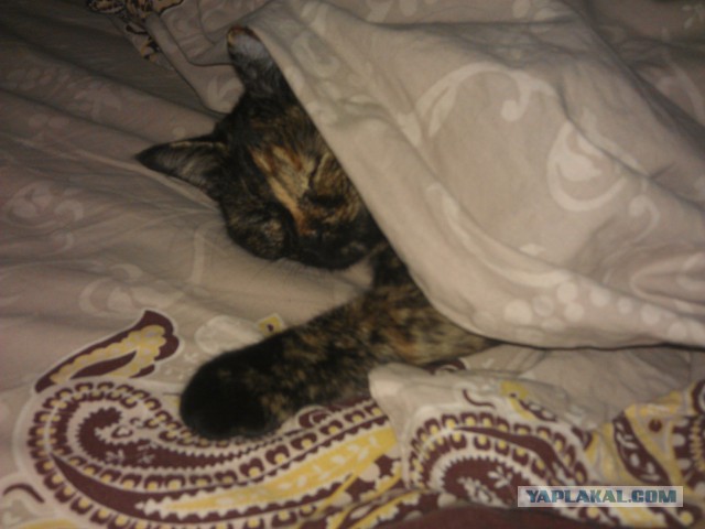 Котовторник 26.11.2013