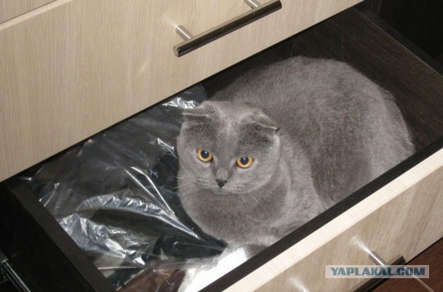 А где прячется ваш кот?