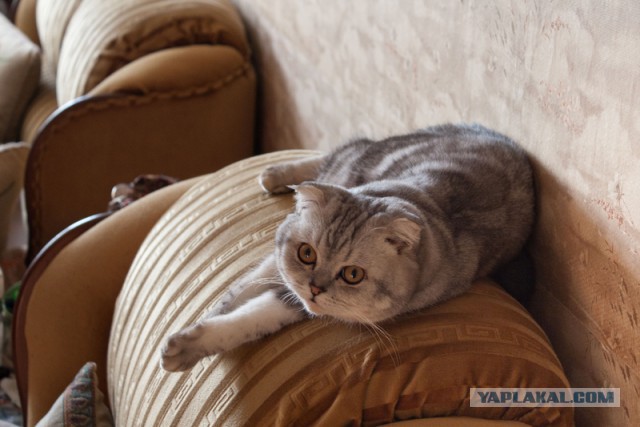 Котовторник 04.03.2014