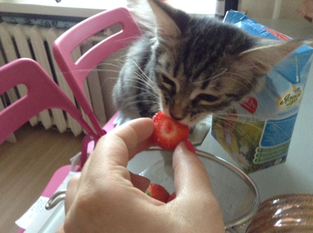 Котовторник 10.06.2014