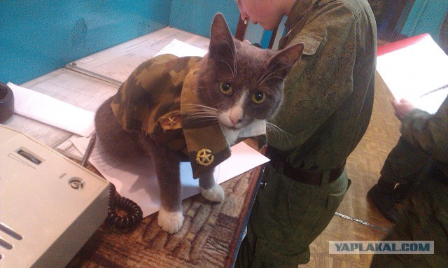 Котовторник  08.07.2014