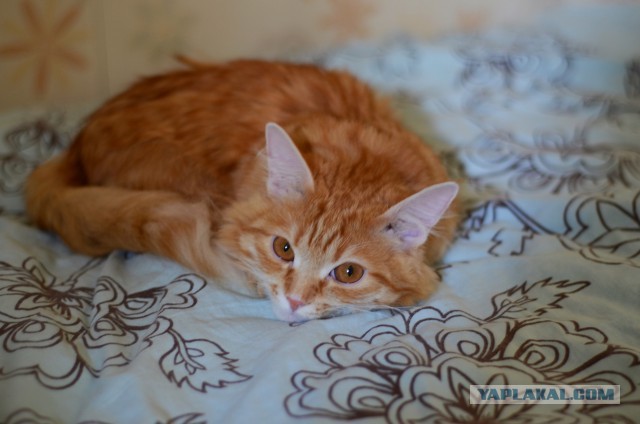 Котовторник 19.08.2014