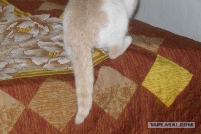 Котовторник 30.12.2014