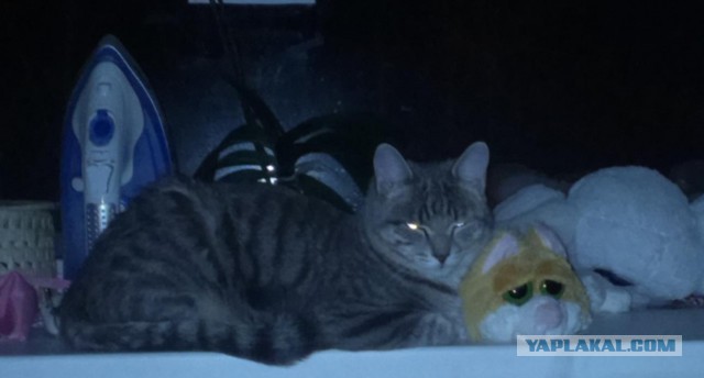 Котовторник