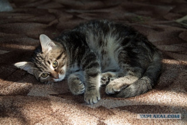 Котовторник 16.06.2015., Котовторник наступил!