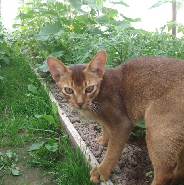 Котовторник 14.07.2015