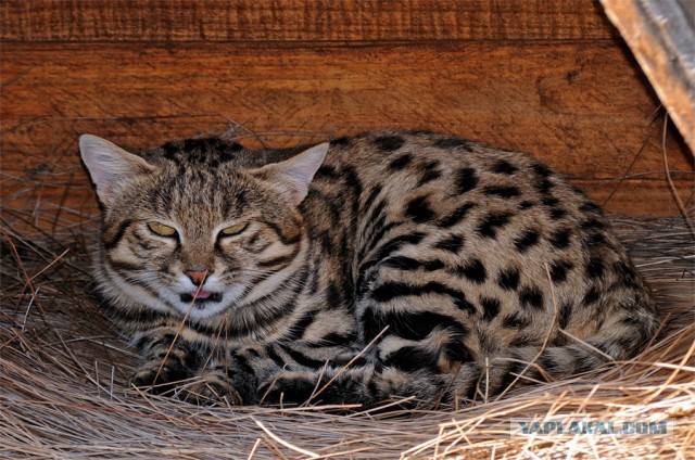 Дикий котовторник