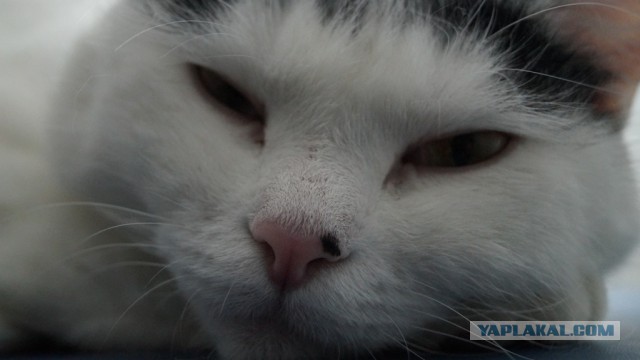 Котовторник 16.02.16